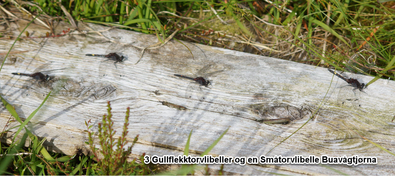 Gulflekktorvlibelle, nærbilde